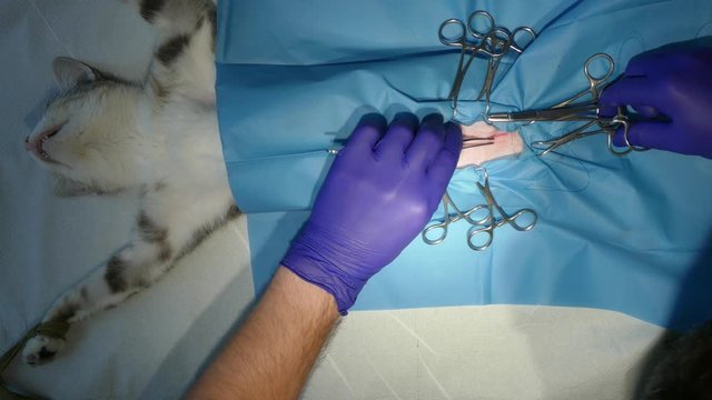 The veterinarian performs medical sutures. Closes the patient after a successful surgical procedure.