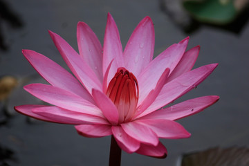 pink water lily