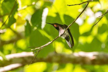 Black Jacobin photographed in Santa Teresa, Espirito Santo. Southeast of Brazil. Atlantic Forest Biome. Picture made in 2013.