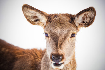 roe deer in winter snow