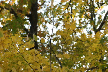 autumn leaves on tree