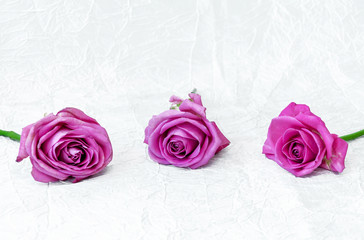 flowers of a rose, of a beautiful purple color, on a light background