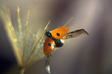 Macrography of a Ladybug on a Dandelion Fluff with Spread Wings