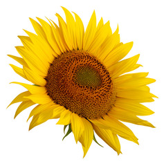 yellow sunflower isolated on white background.