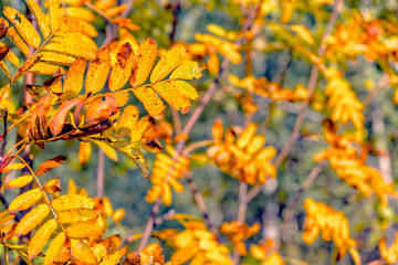golden autumn leaves backgraund tree. natural forest.