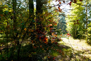 Naklejka premium Bright autumn leaves on the bushes in the forest. Sunny autumn day. Autumn concept.