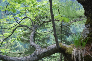 Fototapeta premium Carpathian Mountains Europe