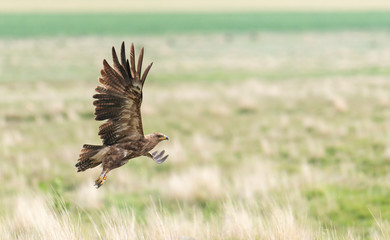 hawk prepared to hunt in summer time