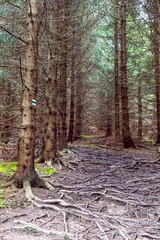 Coniferous forest, Little Fatra, Slovakia, hiking theme