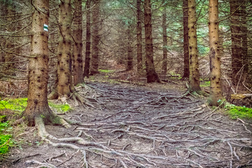 Coniferous forest, Little Fatra, Slovakia, hiking theme