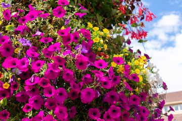 Fototapeta premium pink flowers in the garden