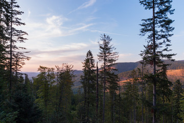 Sunset in forest of Europe mountains.