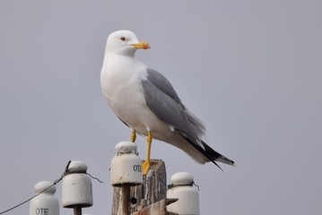 Larus michahellis © Katarzyna