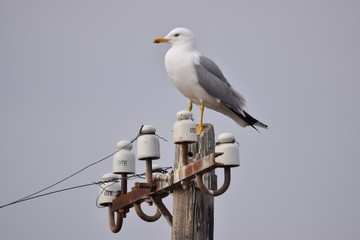 Larus michahellis © Katarzyna