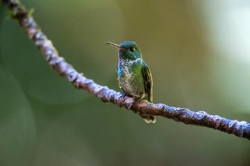 Fototapeta premium Versicolored Emerald photographed in Santa Teresa, Espirito Santo. Southeast of Brazil. Atlantic Forest Biome. Picture made in 2013.