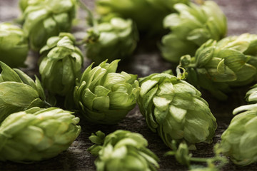 close-up of fresh green hop on wooden table