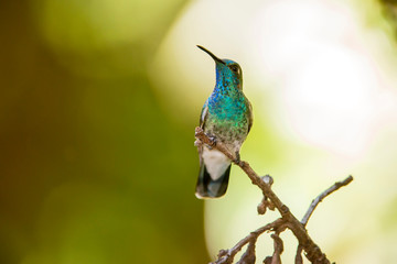 White vented Violetear  photographed in Santa Teresa, Espirito Santo. Southeast of Brazil. Atlantic...