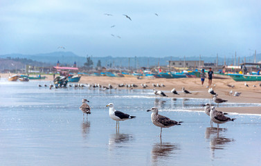 Seagulls on the beach sand in front of the ocean looking for food. San Pedro, Manabí, Ecuador.