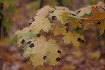 autumn leaves on tree