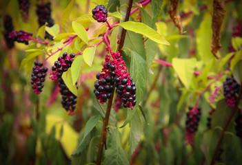 Pokeweed berries in the nature (Phytolacca americana)