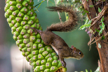 Brazilian squirrel photographed in Santa Teresa, Espirito Santo. Southeast of Brazil. Atlantic Forest Biome. Picture made in 2013.