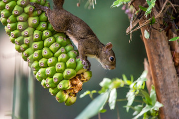 Brazilian squirrel photographed in Santa Teresa, Espirito Santo. Southeast of Brazil. Atlantic Forest Biome. Picture made in 2013.