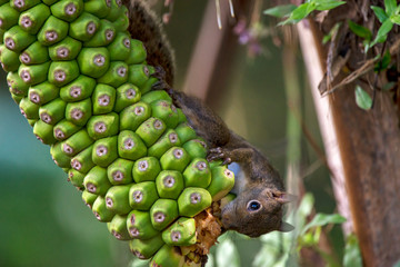Brazilian squirrel photographed in Santa Teresa, Espirito Santo. Southeast of Brazil. Atlantic Forest Biome. Picture made in 2013. © Leonardo