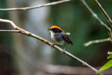 Obraz premium Black cheeked Gnateater photographed in Santa Teresa, Espirito Santo. Southeast of Brazil. Atlantic Forest Biome. Picture made in 2013.