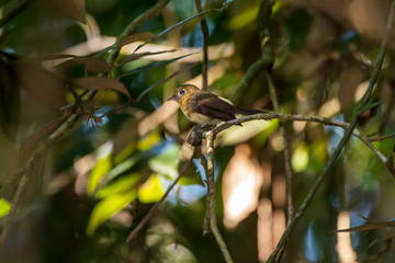 Whiskered Flycatcher photographed in Domingos Martins, Espirito Santo. Southeast of Brazil....