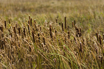 reeds growing by the river closeup