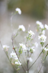 background of small white summer flowers