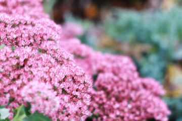 background of fuchsia pink autumn flowers