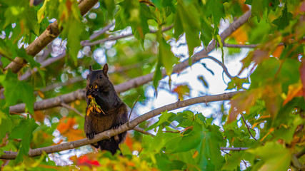 A Black Squirrel Nibbles on Maple Tree Seeds