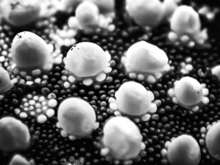 Black and White Macro Buttons and Bumps Surface of Starfish
