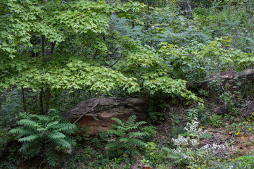 tall trees growing up out of a dense green forest