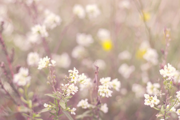 meadow with lot of white flowers