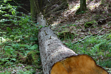 fallen tree in forest in pomerania poland