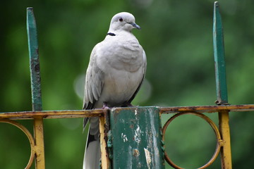 piegon