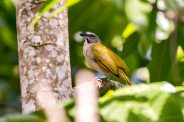 Buff throated Saltator photographed in Domingos Martins, Espirito Santo. Southeast of Brazil. Atlantic Forest Biome. Picture made in 2013.