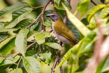 Buff throated Saltator photographed  in Domingos Martins, Espirito Santo. Southeast of Brazil. Atlantic Forest Biome. Picture made in 2013.