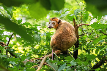 Male crowned lemur sitting on a tree branch and looking back