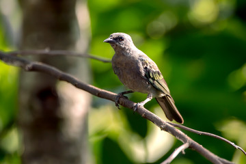 Golden chevroned Tanager photographed  in Domingos Martins, Espirito Santo. Southeast of Brazil. Atlantic Forest Biome. Picture made in 2013.