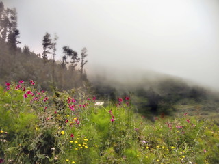 Obraz premium blooming flower meadow in front of fog clouds on Tenerife
