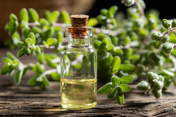 A bottle of marjoram essential oil with fresh marjoram