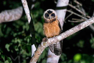 Tawny browed Owl photographed in Conceicao da Barra, Espirito Santo. Southeast of Brazil. Atlantic Forest Biome. Picture made in 2013.