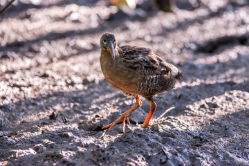 Clapper Rail photographed  in Vitoria, Espirito Santo. Southeast of Brazil. Atlantic Forest Biome. Picture made in 2013.