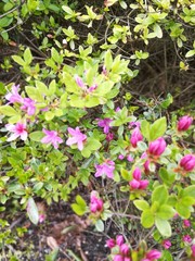 flowers in the garden