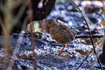 Clapper Rail photographed  in Vitoria, Espirito Santo. Southeast of Brazil. Atlantic Forest Biome. Picture made in 2013.