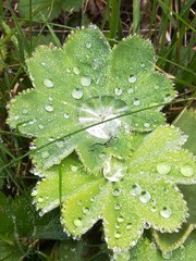 leaf with water drops