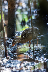 Clapper Rail photographed  in Vitoria, Espirito Santo. Southeast of Brazil. Atlantic Forest Biome. Picture made in 2013.